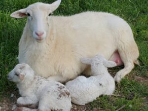 New-born lambs Boots and Emmie with their mama Rachel