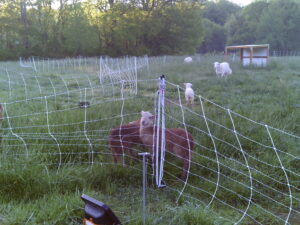 Baby sheep in a folded fence