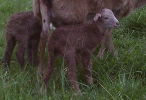 New-born lambs