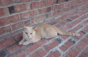 Coco lounging on the sidewalk, looking for someone to play with