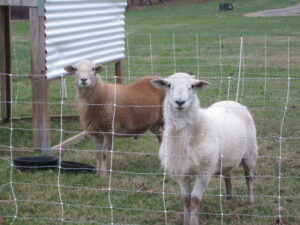 These are our two rams, Izzie and Boots, before butchering