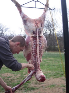 Dad cuts the outer loin off the sheep.