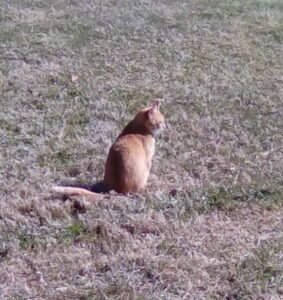 Sweet little Oscar, looking lonely