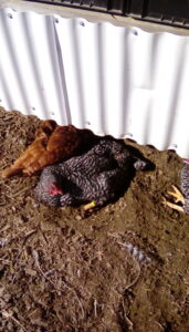 This chicken has made a dust bathing hole in the ground
