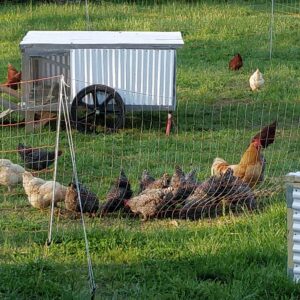 The chickens scratching in some beautiful green pasture that has been created by rotational grazing.